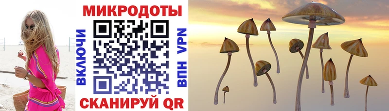 Галлюциногенные грибы Psilocybe  Кимовск 